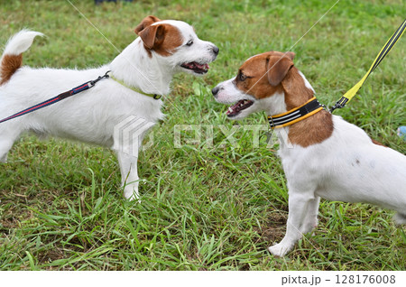 犬のあいさつ 2匹のジャックラッセルテリア 犬のあいさつ 2匹のジャックラッセルテリア 128176008
