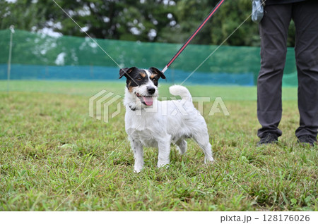 愛犬とお散歩　ジャックラッセルテリア 128176026