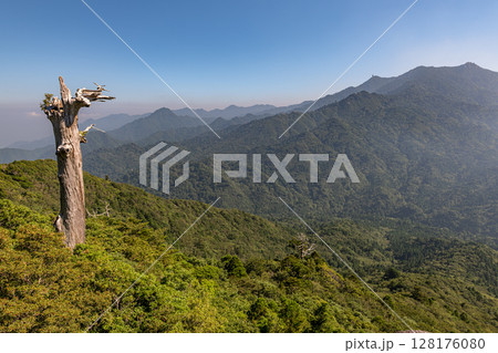 太鼓岩　白骨樹と洋上アルプス屋久島(夏 128176080