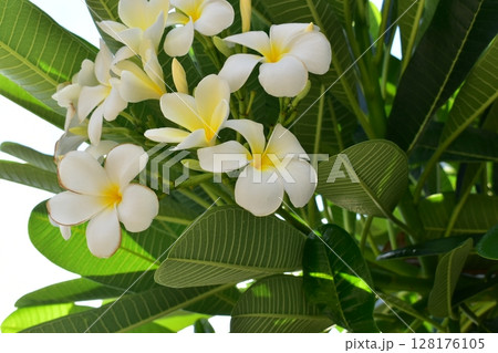 beautiful white frangipani flower blooming in springtime, natural background 128176105