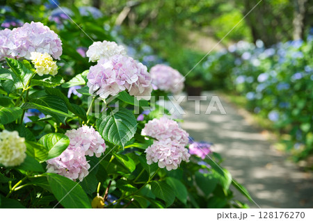 紫陽花のある天気が良い日の明るい小道 128176270