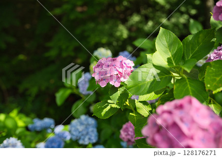 梅雨の晴れ間に咲く紫陽花 128176271