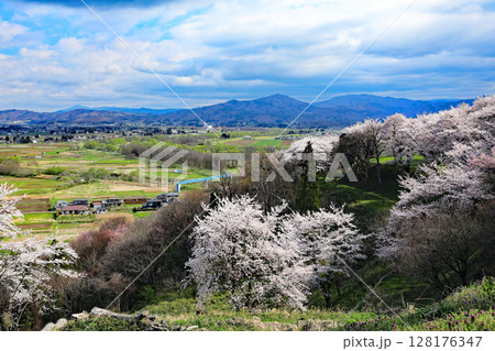 紫波城山公園の桜 128176347