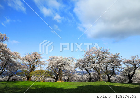 紫波城山公園の桜 128176355