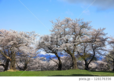 紫波城山公園の桜 紫波城山公園の桜 128176356