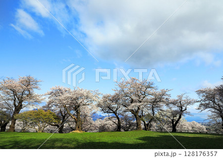 紫波城山公園の桜 紫波城山公園の桜 128176357