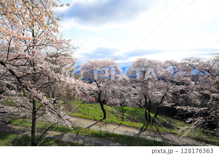紫波城山公園の桜 紫波城山公園の桜 128176363