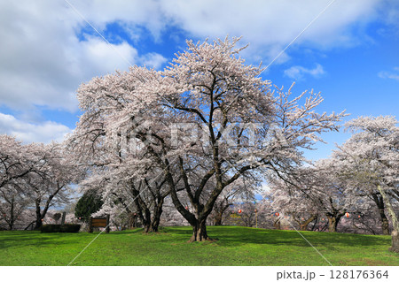 紫波城山公園の桜 128176364