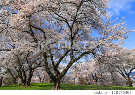 紫波城山公園の桜 紫波城山公園の桜 128176365
