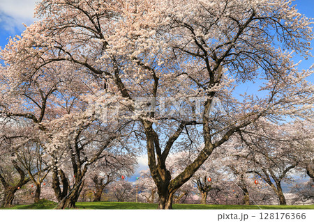 紫波城山公園の桜 紫波城山公園の桜 128176366