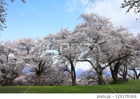 紫波城山公園の桜 128176368