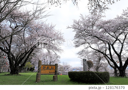 紫波城山公園の桜 紫波城山公園の桜 128176370