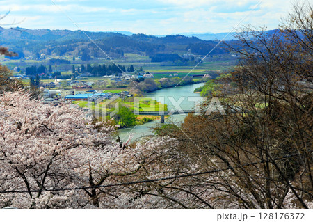 紫波城山公園の桜 128176372