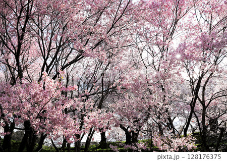 紫波城山公園の桜 紫波城山公園の桜 128176375