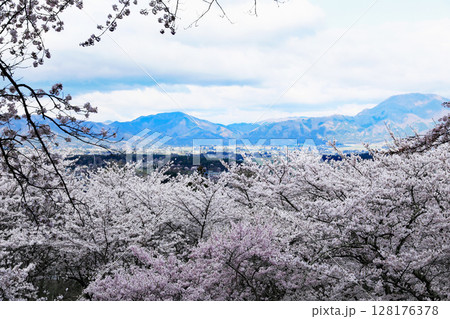 紫波城山公園の桜 128176378