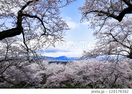 紫波城山公園の桜 128176382