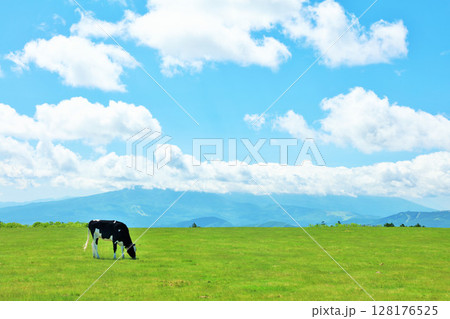 長野県 美ヶ原高原 青空の牧場風景 長野県 美ヶ原高原 青空の牧場風景 128176525