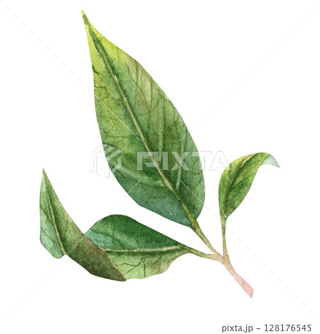 Hand painted watercolor tree leaves. Green painting foliage 128176545