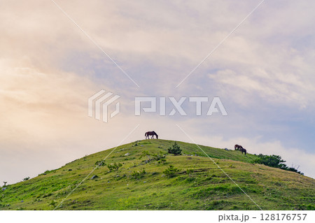 (宮崎県串間市)都井岬 夕暮れの斜面で草を食む野生馬 (宮崎県串間市)都井岬 夕暮れの斜面で草を食む野生馬 128176757