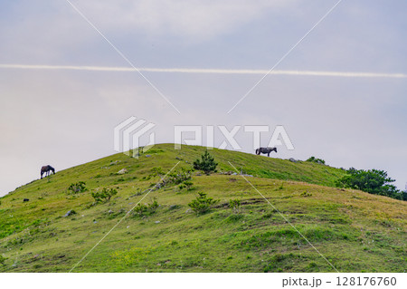 　（宮崎県串間市）都井岬　夕暮れの斜面で草を食む野生馬 128176760