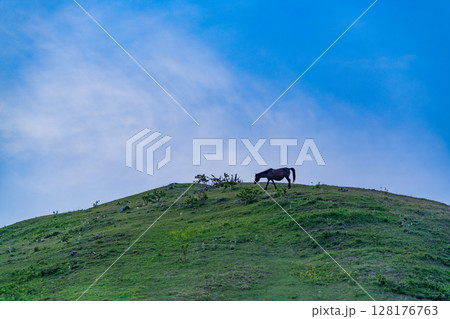 　（宮崎県串間市）都井岬　夕暮れの斜面で草を食む野生馬 128176763