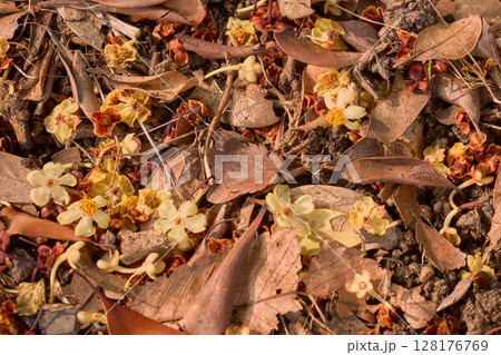 地面に落ちた白と黄色の花と落ち葉の背景素材 地面に落ちた白と黄色の花と落ち葉の背景素材 128176769