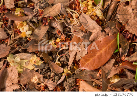 地面に落ちた白と黄色の花と落ち葉の背景素材 地面に落ちた白と黄色の花と落ち葉の背景素材 128176770