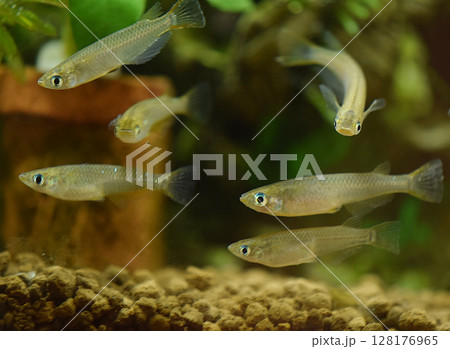 絶滅危惧種・野生メダカ 絶滅危惧種・野生メダカ 128176965
