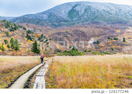 秋田 冠雪の栗駒山と須川高原の紅葉 名残ヶ原 秋田 冠雪の栗駒山と須川高原の紅葉 名残ヶ原 128177246