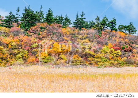 秋田 栗駒山・須川高原の紅葉 名残ヶ原 秋田 栗駒山・須川高原の紅葉 名残ヶ原 128177255