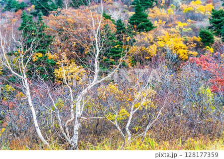 秋田　栗駒山・須川高原の紅葉 128177359