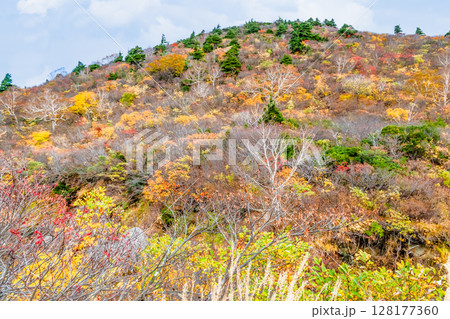 秋田　栗駒山・須川高原の紅葉 128177360