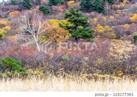秋田　栗駒山・須川高原の紅葉 128177361