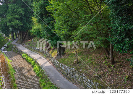 比叡山坂本ケーブル坂本駅付近の樹林風景 128177390