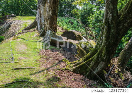 比叡山の山林風景　滋賀県大津市 128177394