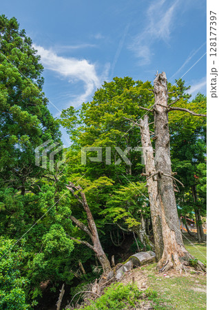 比叡山の山林風景　滋賀県大津市 128177397