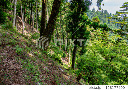 比叡山の山林風景　滋賀県大津市 128177400