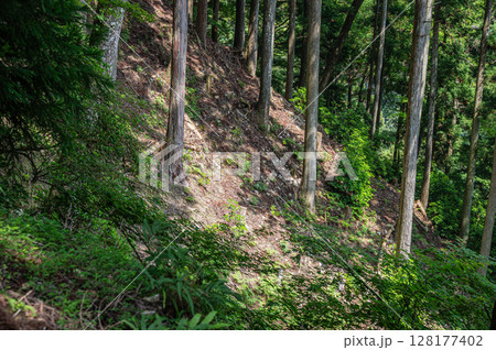比叡山の山林風景 滋賀県大津市 比叡山の山林風景 滋賀県大津市 128177402