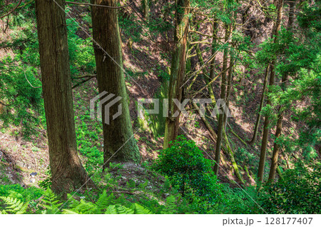 比叡山の山林風景　滋賀県大津市 128177407