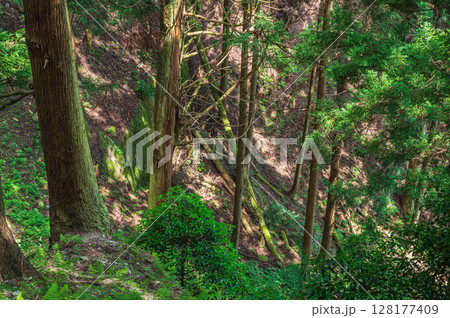 比叡山の山林風景　滋賀県大津市 128177409