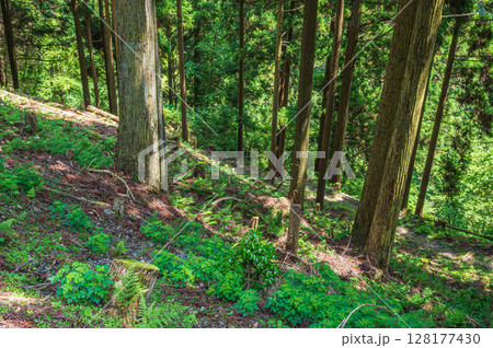 比叡山の山林風景　滋賀県大津市 128177430