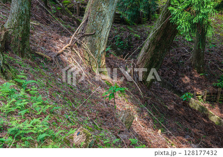 比叡山の山林風景 滋賀県大津市 比叡山の山林風景 滋賀県大津市 128177432
