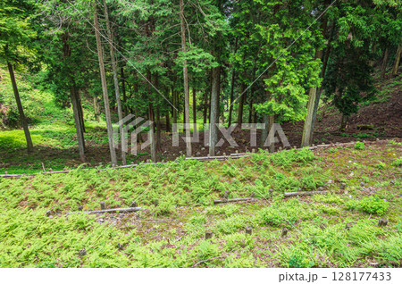 比叡山の山林風景　滋賀県大津市 128177433