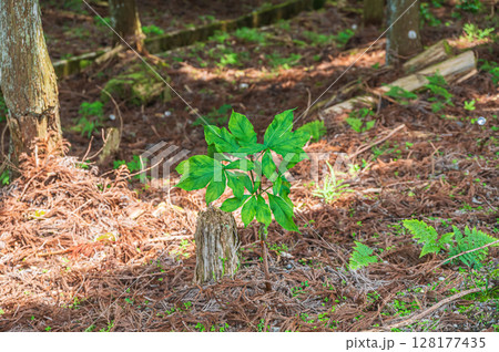 比叡山の山林風景 林床から生えだした若木 滋賀県大津市 比叡山の山林風景 林床から生えだした若木 滋賀県大津市 128177435