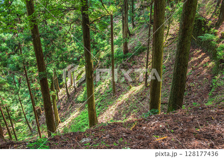 比叡山の山林風景　滋賀県大津市 128177436
