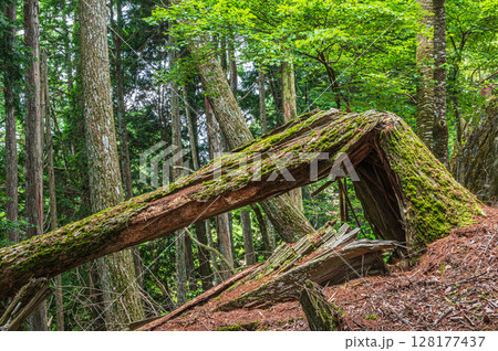 比叡山の山林風景　折れ曲がった大木　滋賀県大津市 128177437
