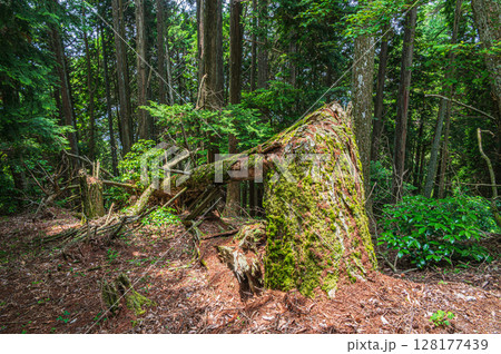 比叡山の山林風景 折れ曲がった大木 滋賀県大津市 比叡山の山林風景 折れ曲がった大木 滋賀県大津市 128177439