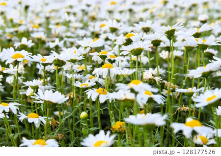春の花壇に咲く白いマーガレットの花 春の花壇に咲く白いマーガレットの花 128177526