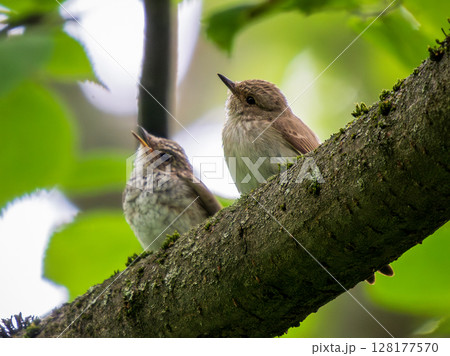 Two funny birds of Spotted flycatcher - mom and her young chick perched on branch in summer deciduous forest and look in the same direction. Spotted flycatcher is small passerine bird Two funny birds of Spotted flycatcher - mom and her young chick perched on branch in summer deciduous forest and look in the same direction. Spotted flycatcher is small passerine bird 128177570