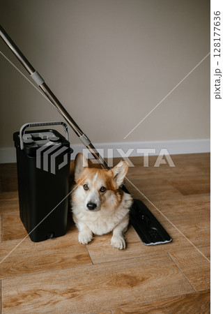 Corgi Dog with Mop and Bucket on Wooden Floor Corgi Dog with Mop and Bucket on Wooden Floor 128177636